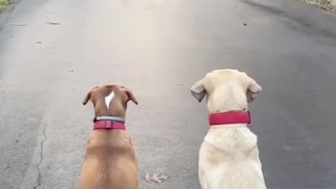 Two Loyal Dogs Patiently Await Their Owners' Return From School on the Street