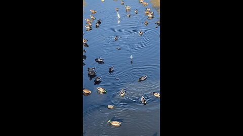 Mallard Ducks 🦆 & Egrets #followme #egrets #mallardducks #shorts #viral #trending