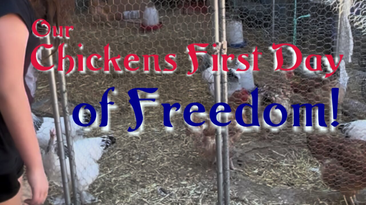 Our Chickens Receive a Full Pardon and are Released from Prison!