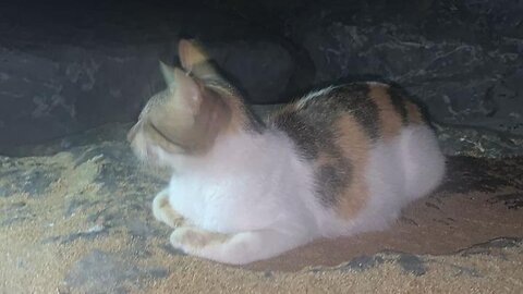 I find a cute cat