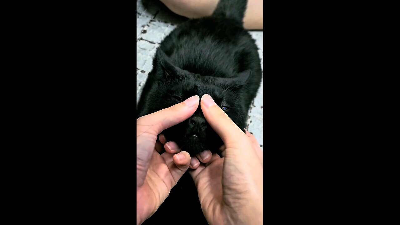 Tru Black cat joy