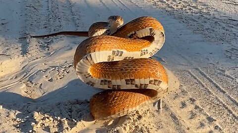 Damn Nature You Crazy | Insane Animal Fails