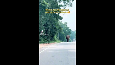 Majestic Elephant Walking Down the Road in Sri Lanka 🐘🚶‍♂️