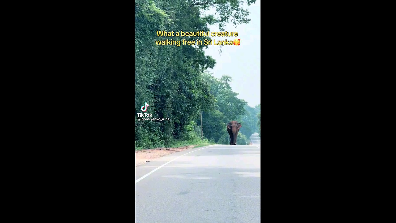 Majestic Elephant Walking Down the Road in Sri Lanka 🐘🚶‍♂️