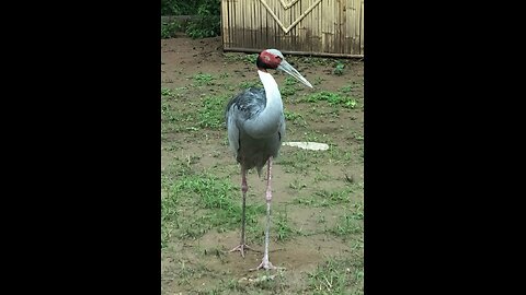 Bird 🐦🕊️🐦🕊️