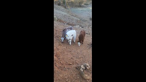 Three Shorthorn Plus Steer Calves Under Six Weeks Old