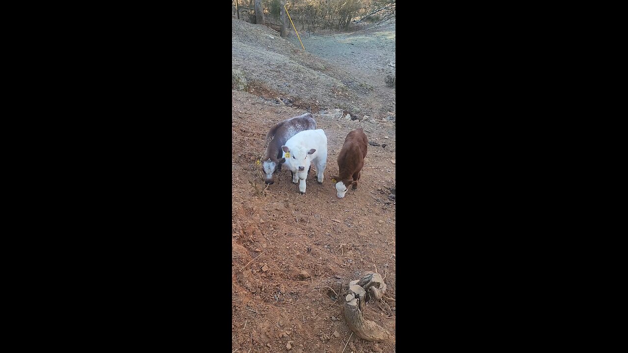 Three Shorthorn Plus Steer Calves Under Six Weeks Old
