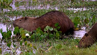 Wild Capybara Family Lounges Beside the Floodplain on the Pantanal