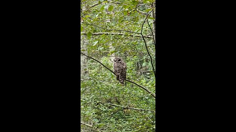 Who? Who? Barn owl at Tod Inlet