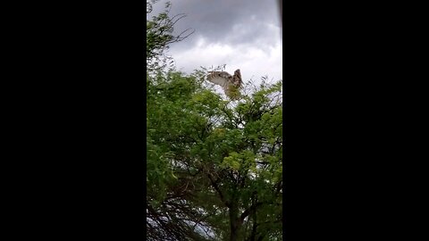 Owl Fighting the Wind