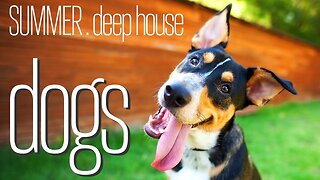 Music Mode - 4K Dogs to RELAX AND STUDY