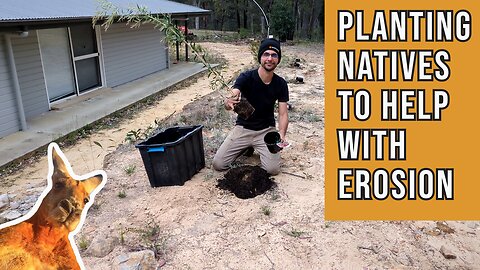 Planting Native Trees for Erosion Control | Australian Natives | Bottlebrushes