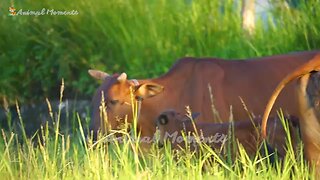 Exploring the Scenic Route from Parli Vaijnath to Parbhani by Panvel Nanded Express