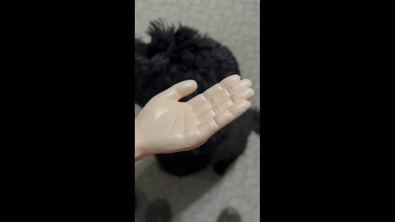 Wednesday whiskers with SPH and Norman. #funnyvideos #funny #tinyhands #dogs #dogsofinstagram