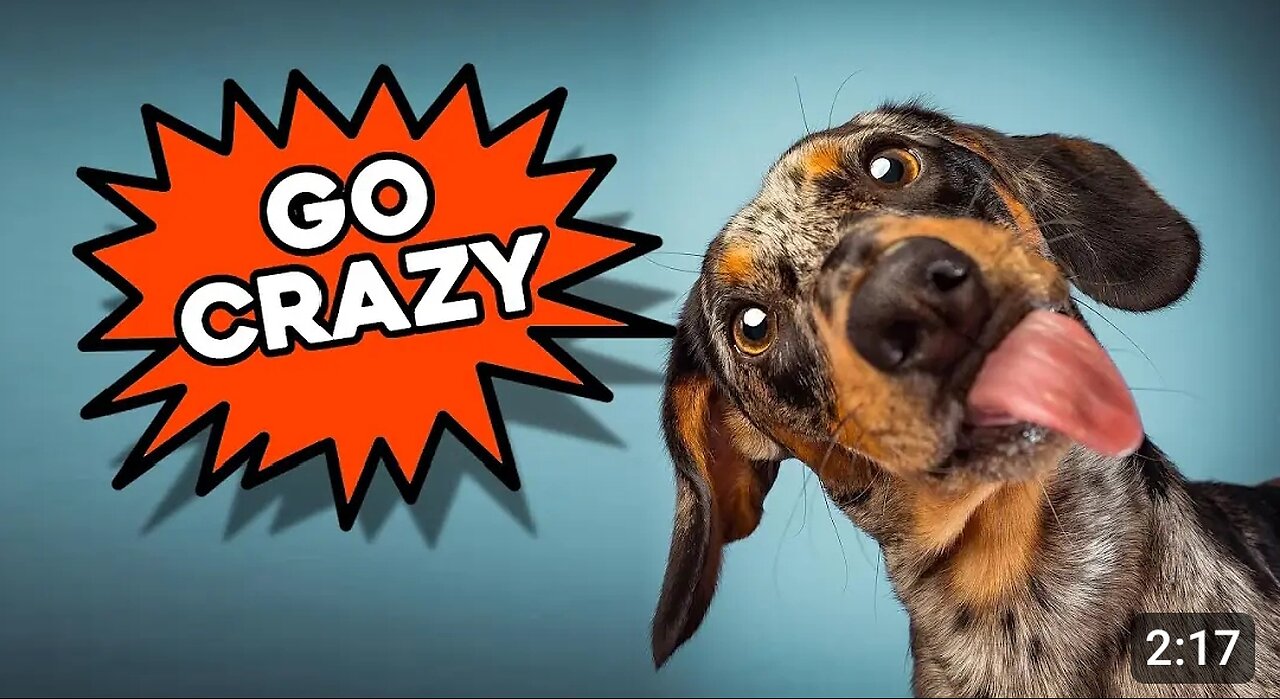 Sounds Dogs React To - Play This Video to Your Dog For Cute Reaction