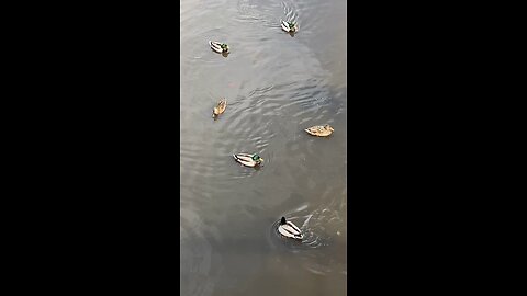 Mallard Ducks 🦆 #ducks #duck #swimming #followme #shorts #trending #viral #mallardducks