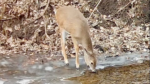 Deer Drinking at the Edge of an Icy Stream