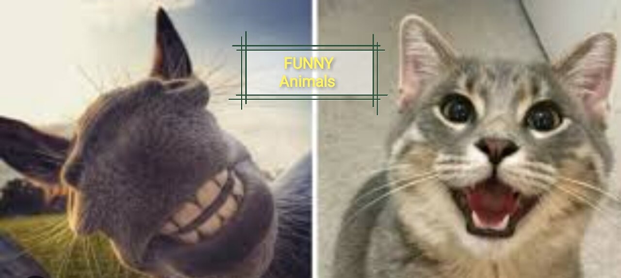 Most funny animals | follow for more