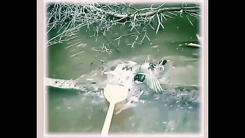 shorts reels Lion Tiger Crocodile KangarooIsland trending wildlife funny danger