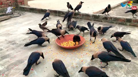 Crow Calls in Different Language | Crow bird sounds to attract Crows naturly on Salty to eat