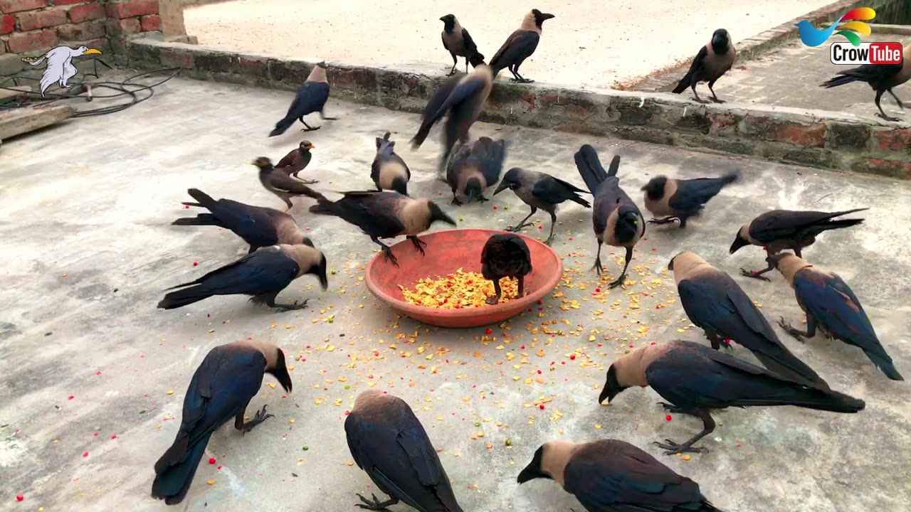 Crow Calls in Different Language | Crow bird sounds to attract Crows naturly on Salty to eat