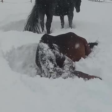 Horsing around in the snow 😂