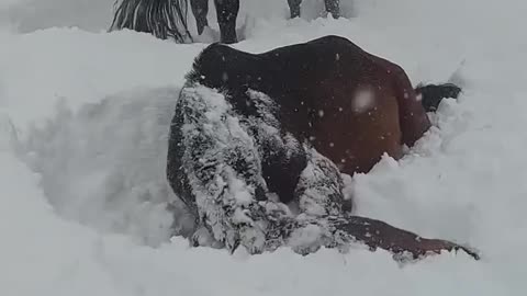 Horsing around in the snow 😂