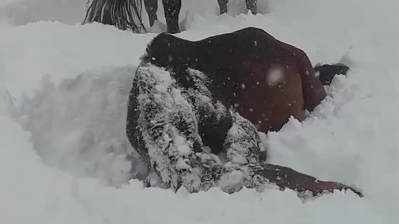 Horsing around in the snow 😂