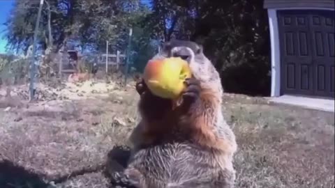 Groundhog named "chunk"