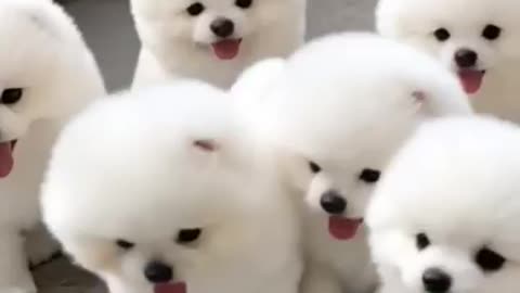 Cute teacup dog puppies😍