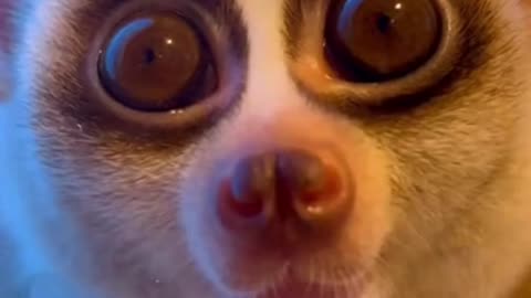 ❄️🐶 He Tried to Catch the Snowflakes… And Forgot Everything Else 😂🎄