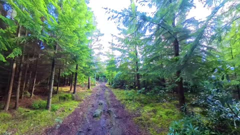 Mud and Rocks at Cragside