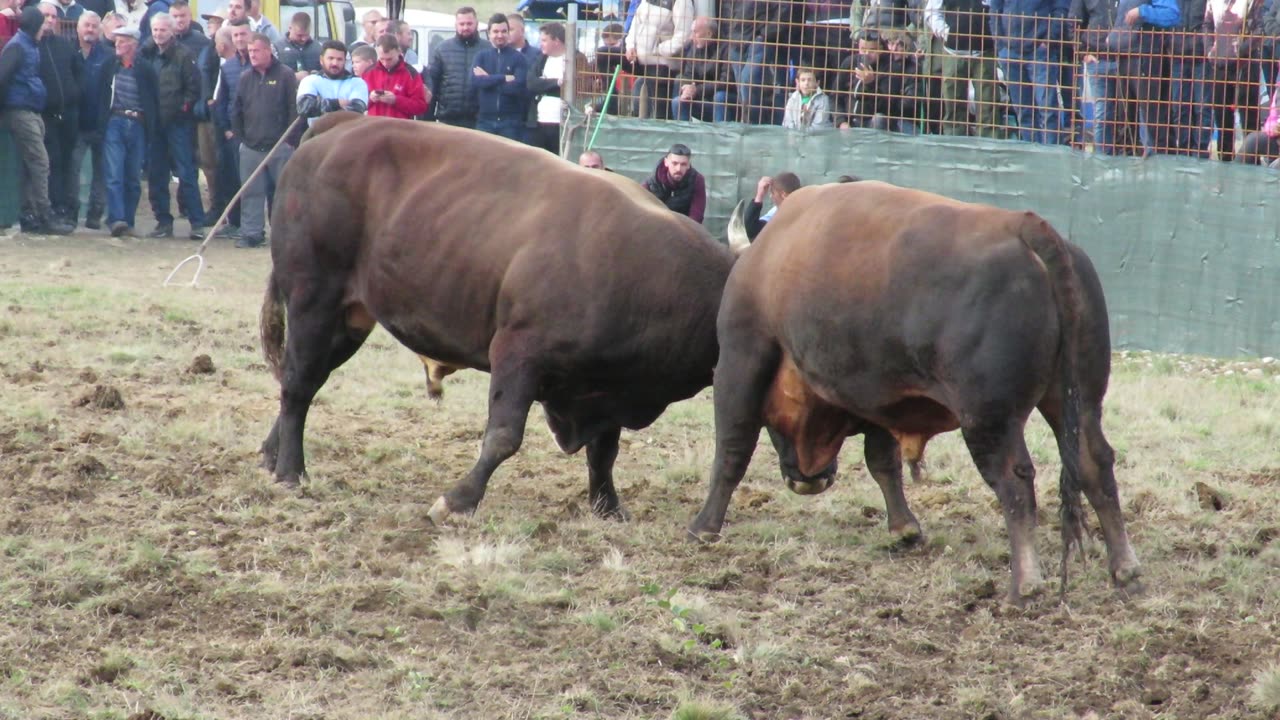 Peran od Kričkovića vs Medonja od Botonjića Graci 2024