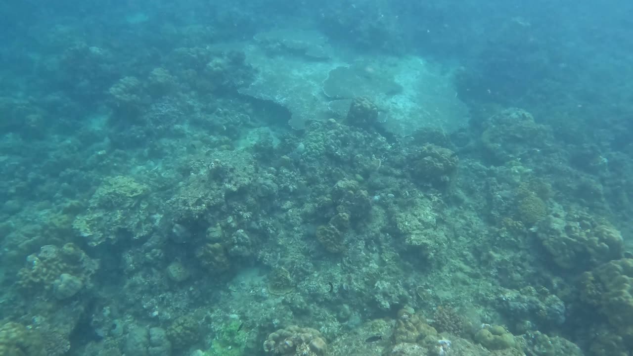 Snorkeling, A Window into the Underwater World