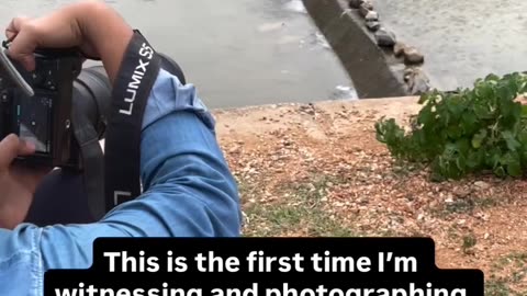 ✨🐍 Watch Snakes Snatch Fish Mid-Leap, Grizzly Style! | FeedMyCuriosity