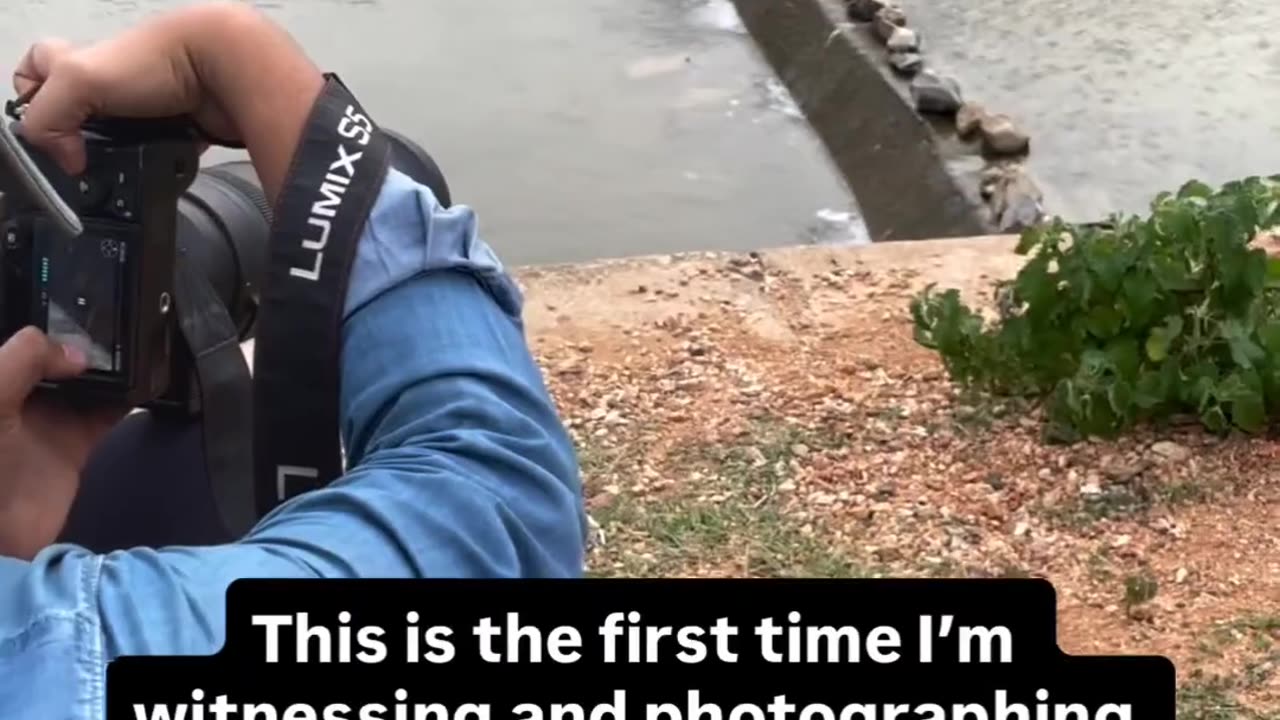 ✨🐍 Watch Snakes Snatch Fish Mid-Leap, Grizzly Style! | FeedMyCuriosity