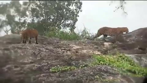 Smart Tigers near Sea
