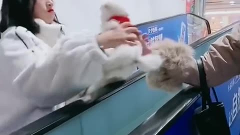 Cute pomeranian