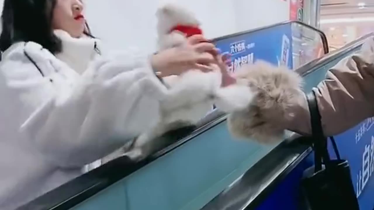 Cute pomeranian