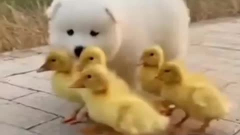 These Cute Little Animals and Their Friends