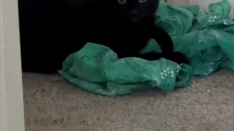 Cute Precious Piper Holds Down the Wash - My Adopted Shelter Cat Vlog #shorts