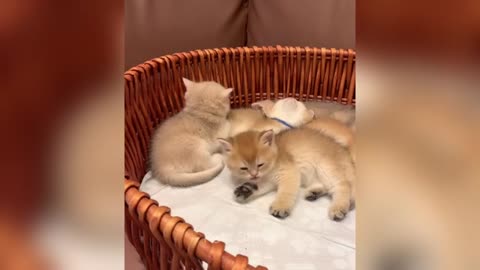 Try not to laugh with these funniest animals 😂