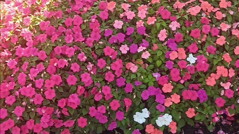 Impatiens flowers