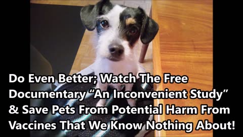 Khai, A Rescued Dog Asks What’s In Her Rabies Shots & We’re Terrified !