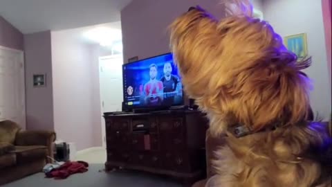 Chewy howls at harmonica (wait for it) #funnydogs