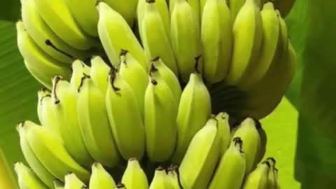 Two benefits of eating raw banana