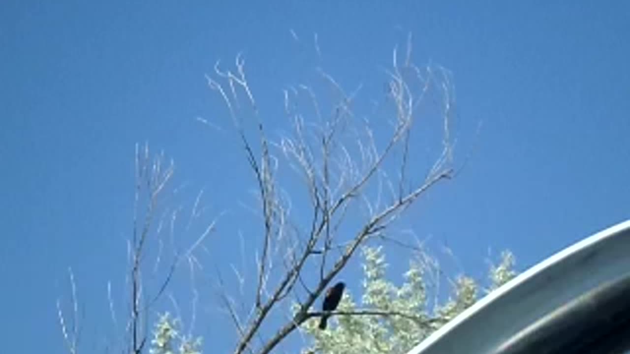 Red singed, err, winged blackbird in the tree, then flying away, many of them calling