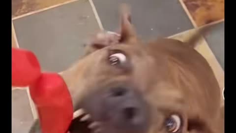 Funny dog videos, wholesome videos for kids. Great kids entertainment