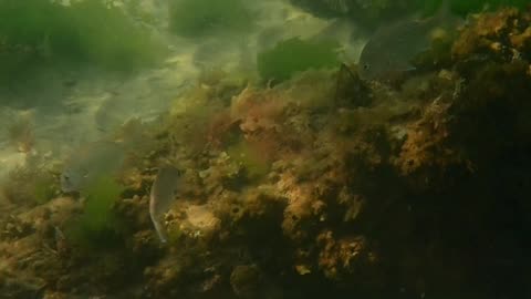 fishy close up 2 ns uploaded