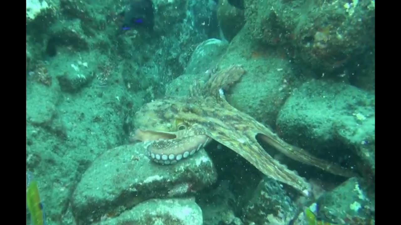 Octopus X Moray